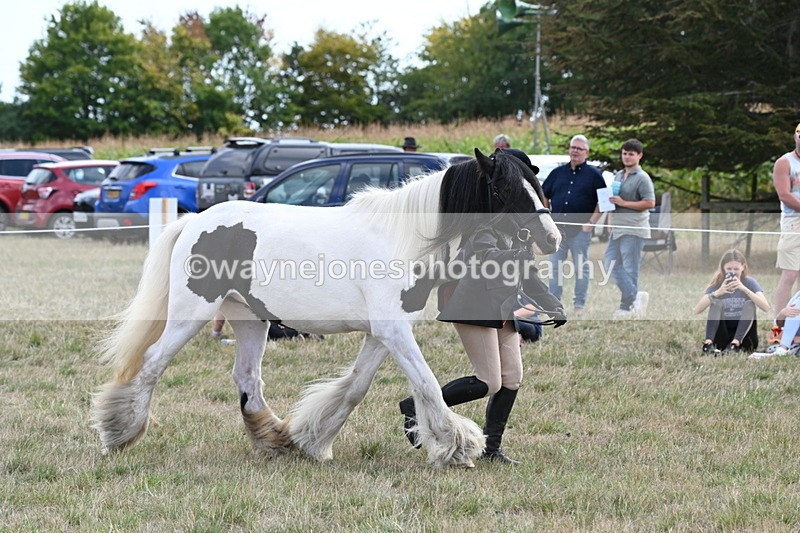 WJ6_6654 - Class 20 In-hand Cob