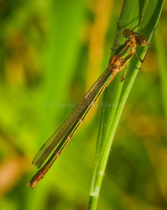 Emerald - Dragons
