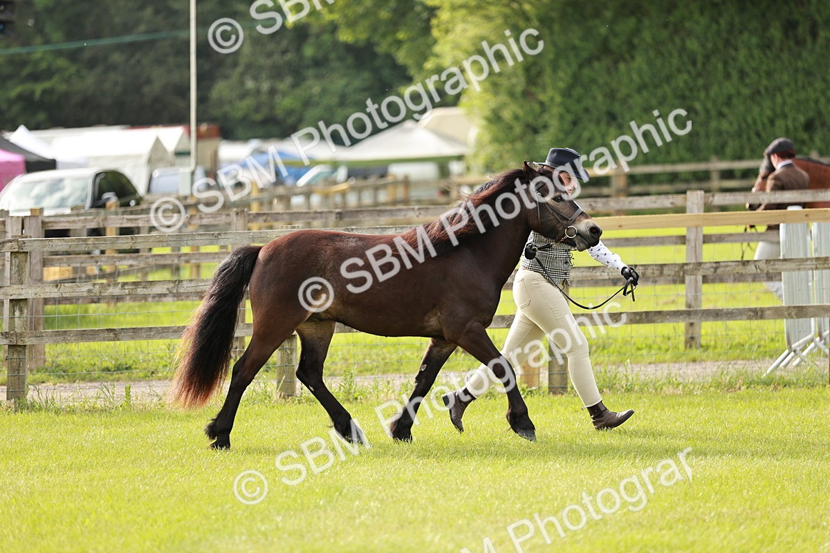 SBM_00386 - Class 14-23 - Mountain & Moorland In Hand Non Welsh