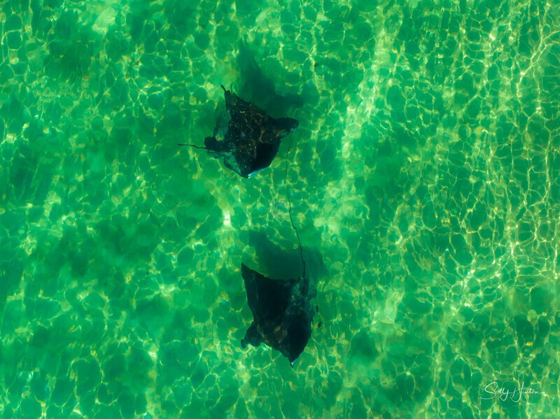 Spotted Eagle Rays 3 - Marine Wildlife