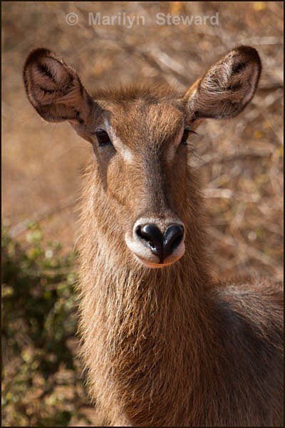 Waterbuck portrait - Kenya, Tsavo East