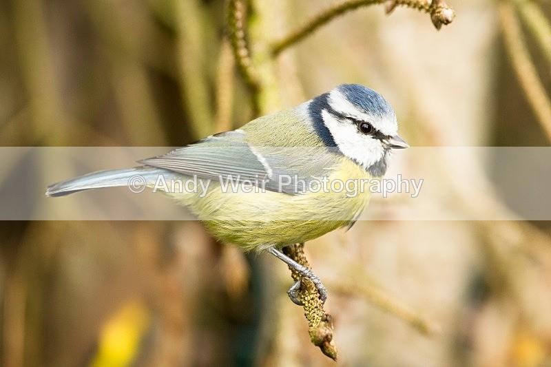 20121013-_MG_0960 - Blue Tit