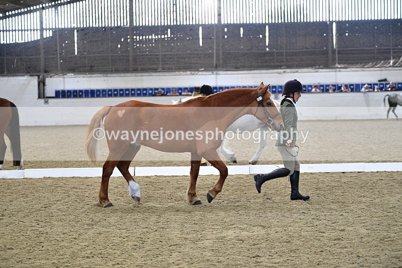 WJ5_4406 - Class 6 In hand M&M - Large Breeds