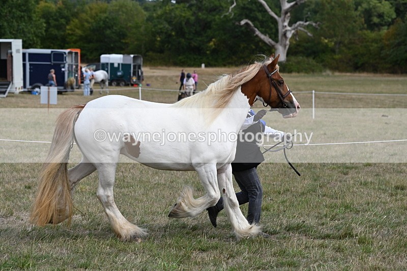 WJ6_6547 - Class 20 In-hand Cob