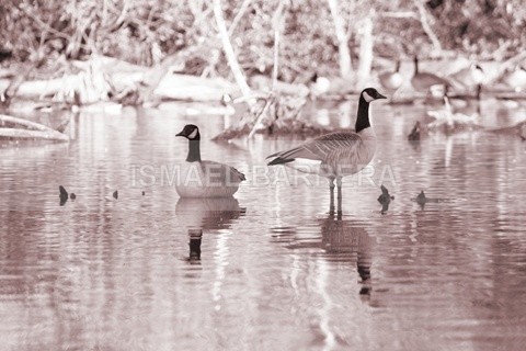 Reflections - Monochromed
