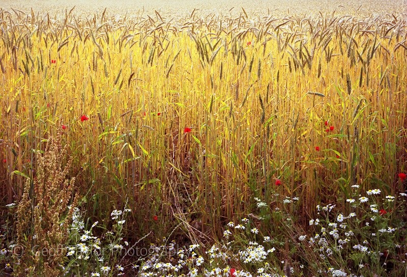 Wheat field - A Rural Landscape