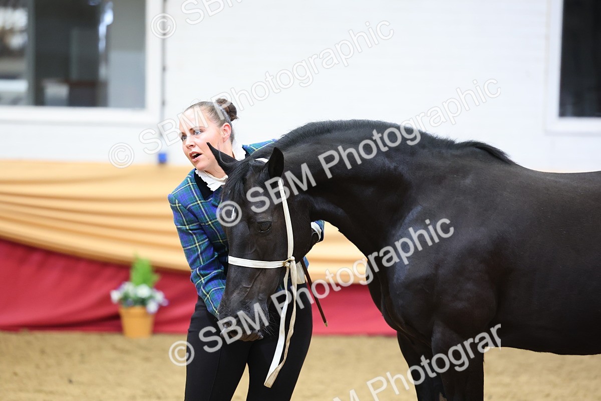 SBM_22845 - Class 903 - Supreme Final - IH Pre Vet