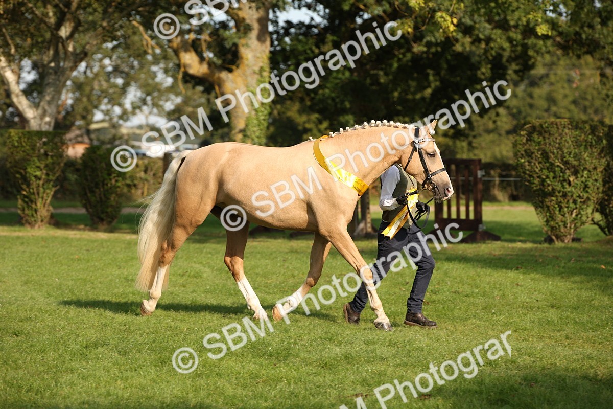 SBM_59398 - S52 - Other Coloured Horse In Hand