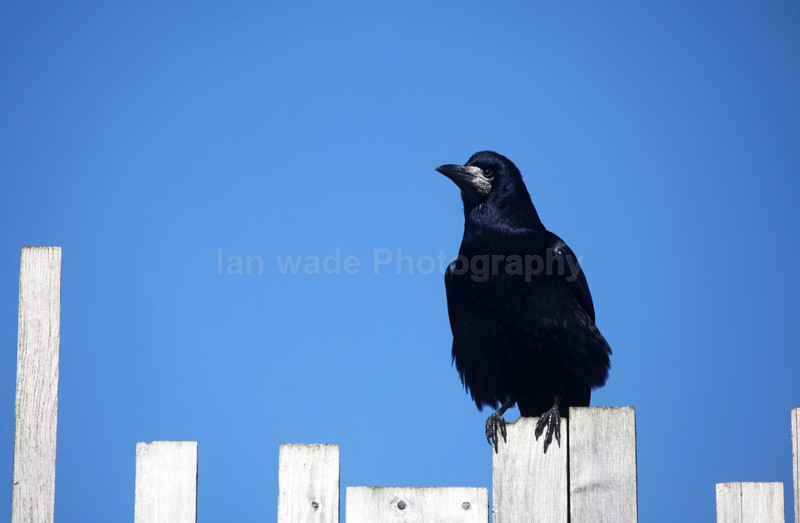 Rook sat on garden fence in Somerset_0082 - Birds, swans and gulls