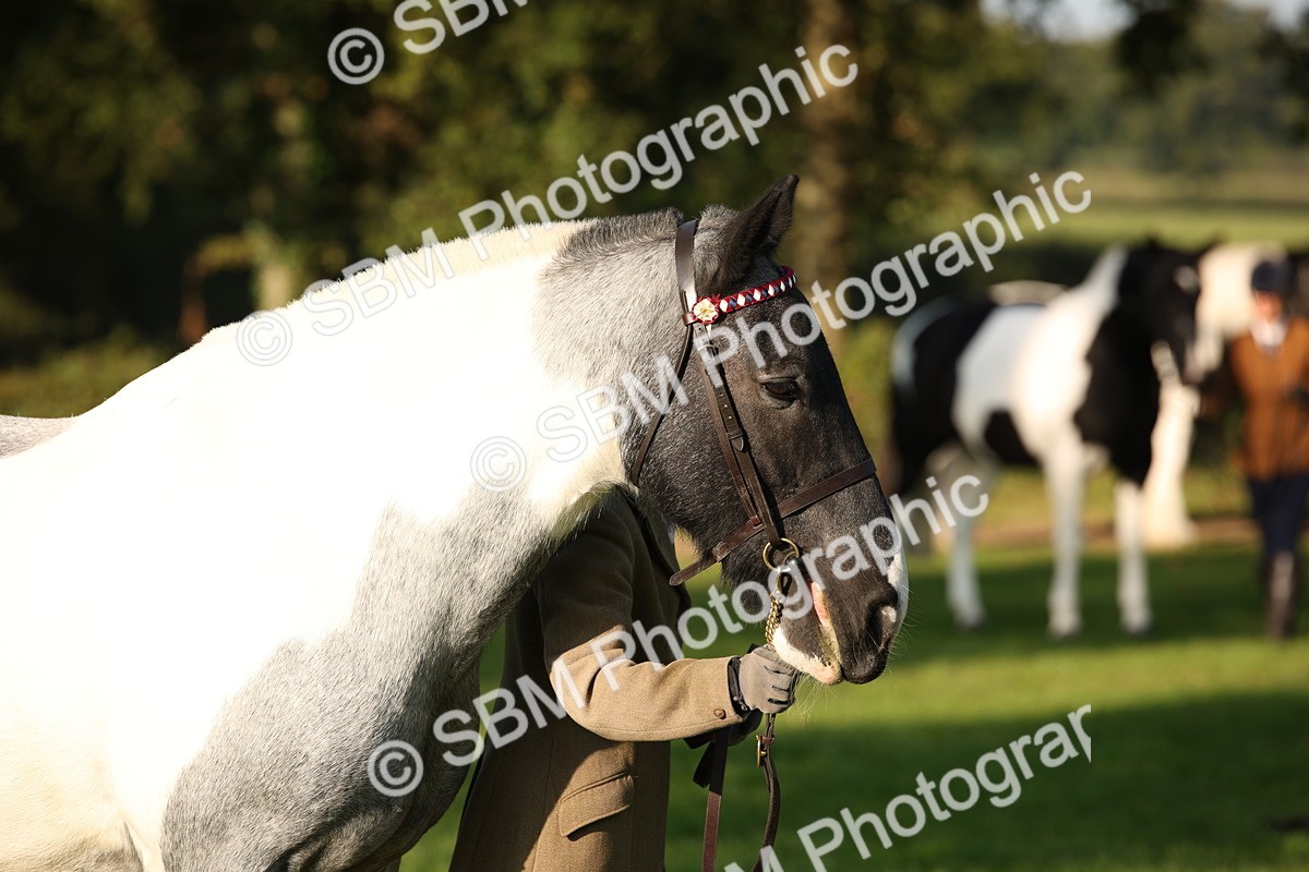 SBM_58711 - S51 - Piebald & Skewbald Horse In Hand