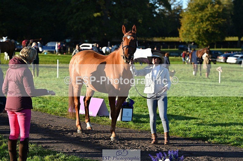 231022-090834-21585 - 656-DUNARD.RED.KNIGHT-Naomi.Watkins-TrotUp+SJ