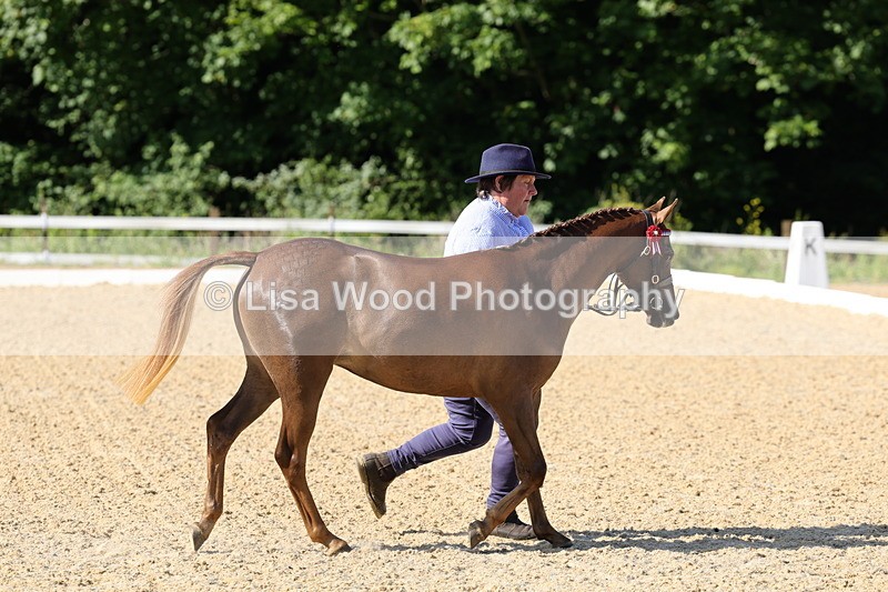 1X9A0623 - Class 3: Youngstock 1, 2, 3 year old not to exceed 153cm