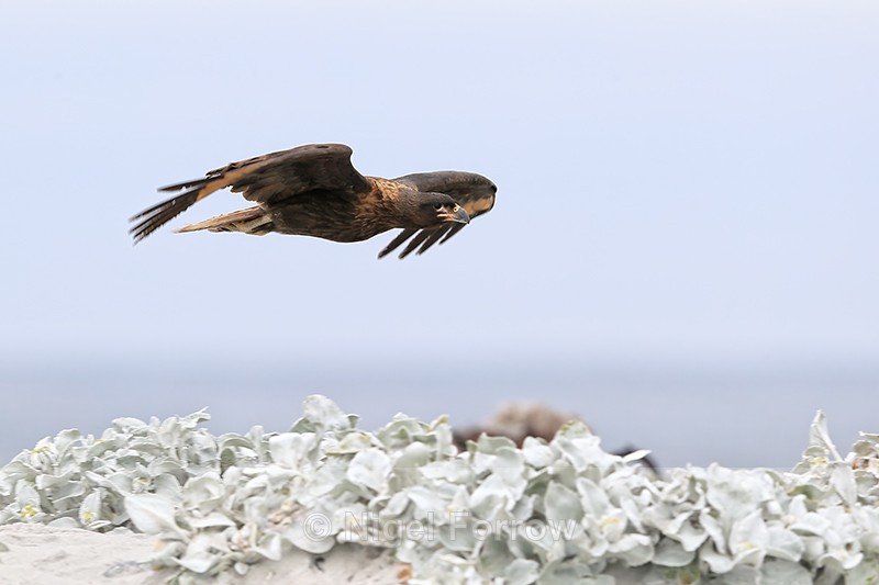 Striated Caracara close fly-past, Sea Lion Island, Falklands - Striated Caracara