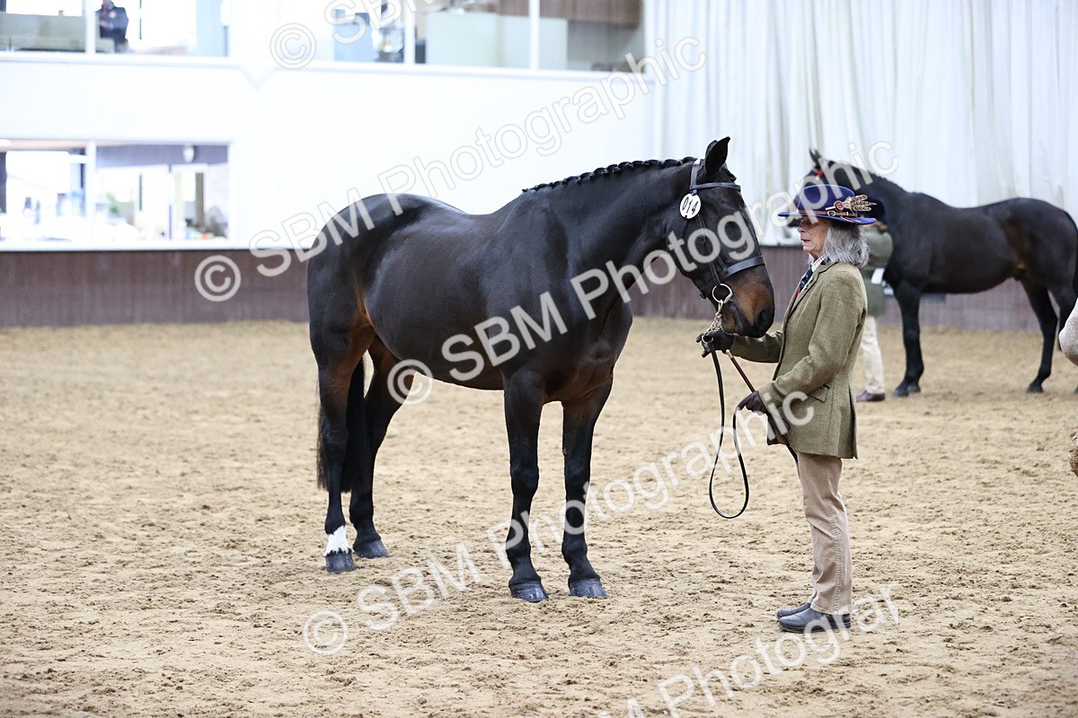 SBM_5747 - Class 3 - BSHA In Hand Show Hunter