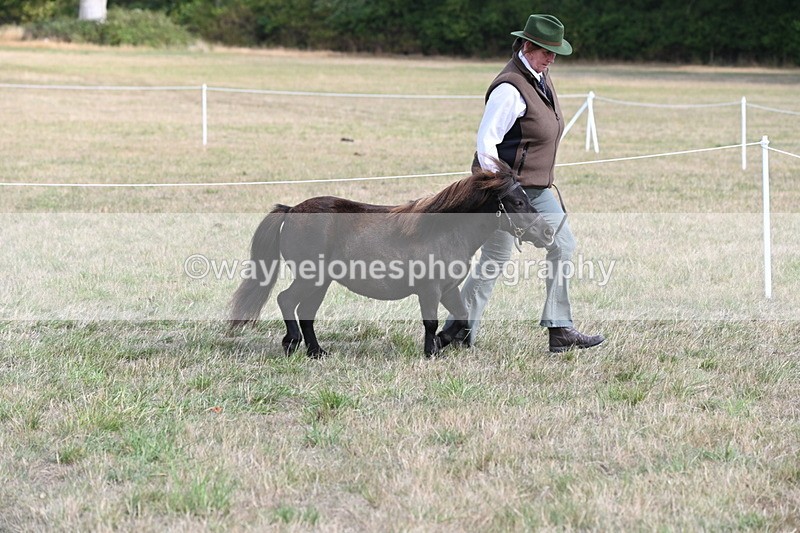 WJ6_6841 - Class 21 Shetland & Mini Horses