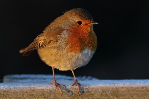  - Birds of Britain and Europe