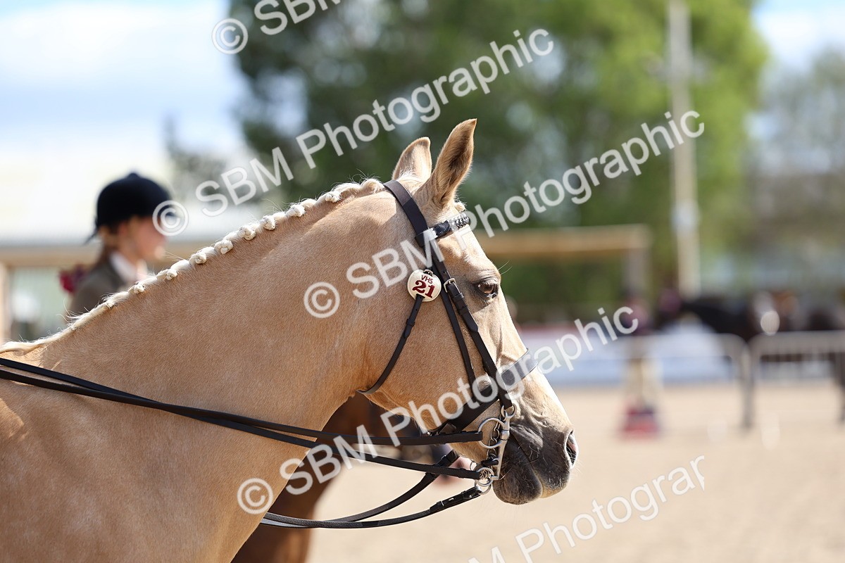 SBM_13307 - Class 311 - Ridden Show Pony Show Hunter Pony