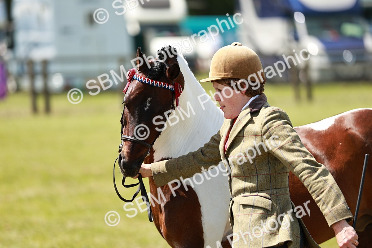 SBM_05463 - Class 41-45 - Riding Pony-Hunter Pony Breeding