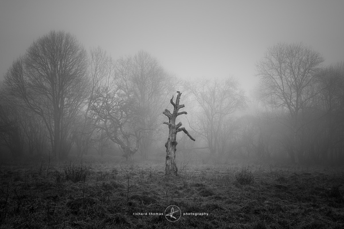 Truncated - Mono Mist Trees