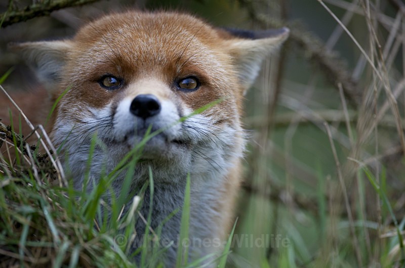 RED FOX REF RF2/10 - RED FOX PORTFOLIO No 2