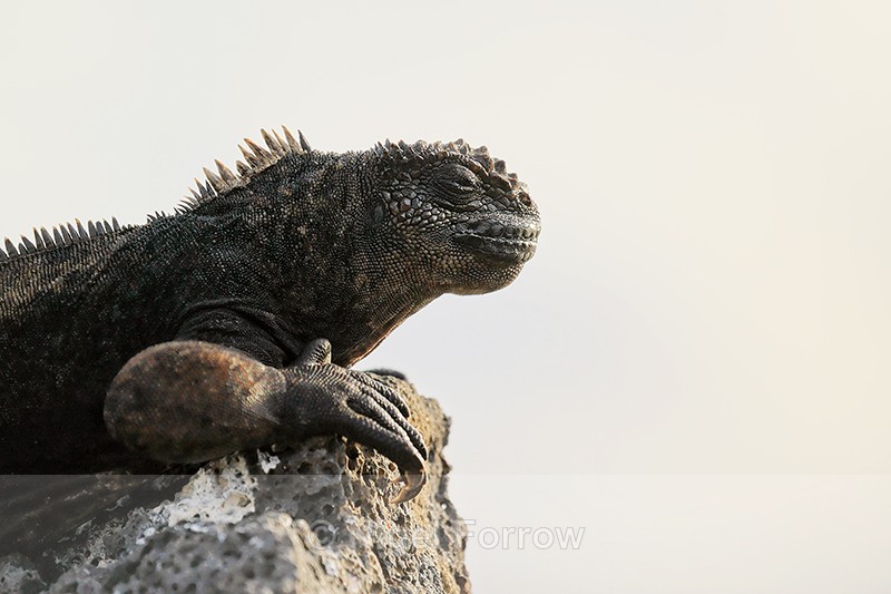 Marine Iguana side, high key, Isla Lobos, San Cristobal, Galapagos - REPTILES & AMPHIBIANS
