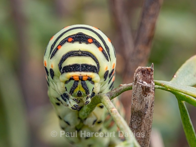 Larva of Common swallowtail (Papilio machaon) after 4th moult (5th instar - Ten Metres from Home 1.  (2020)