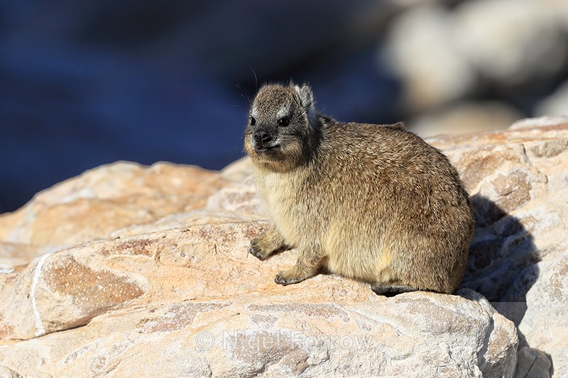 Rock Hyrax, Stony Point Nature Reserve, South Africa - Hyrax