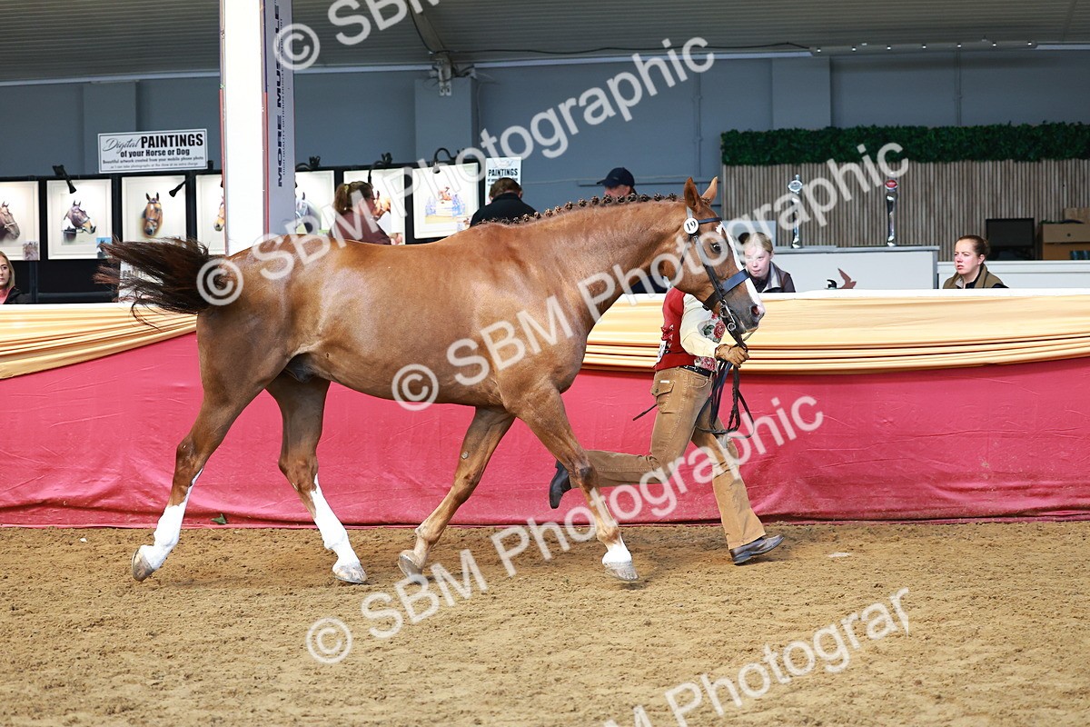 SBM_18418 - Class 903 - Sup Final - IH Pre Vet