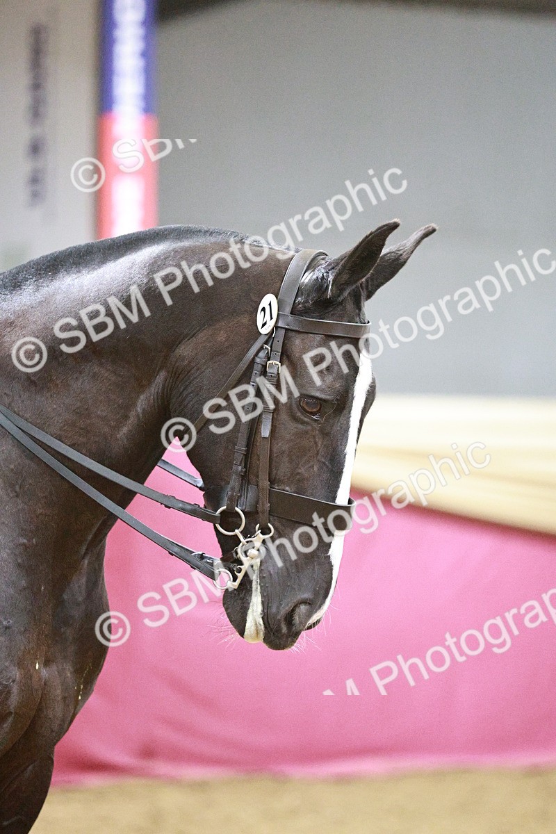 SBM_08085 - Class 11R - Regional Ridden Veteran