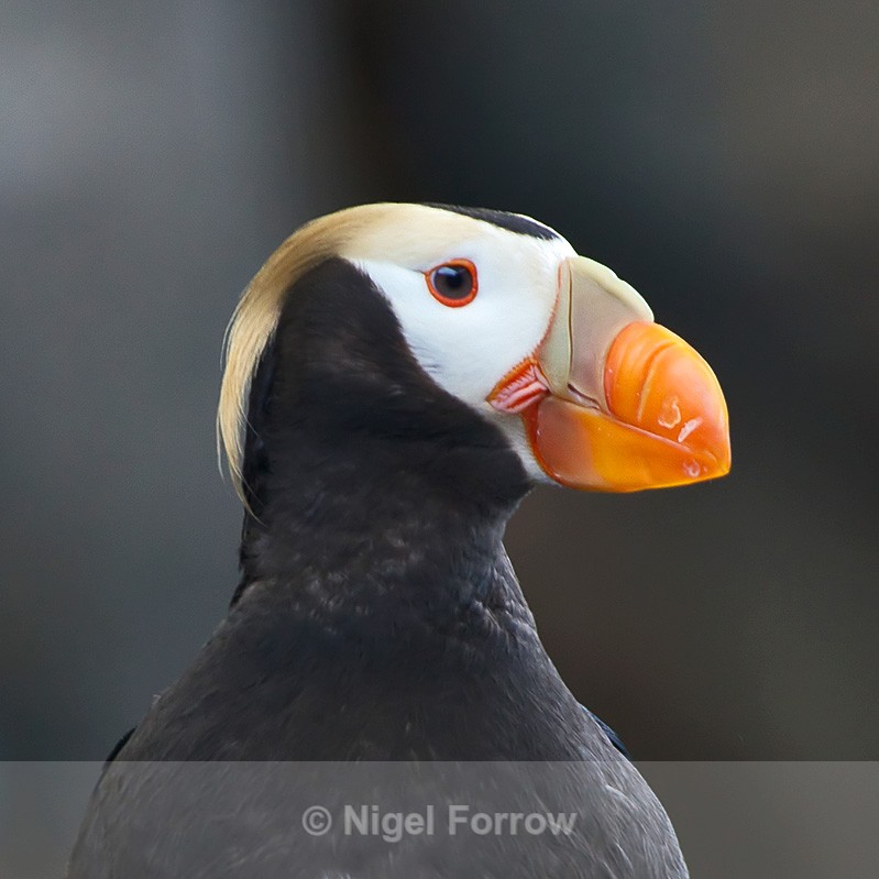 Close-up of a Tufted Puffin at the Alaska Sealife Centre, Seward - Tufted Puffin