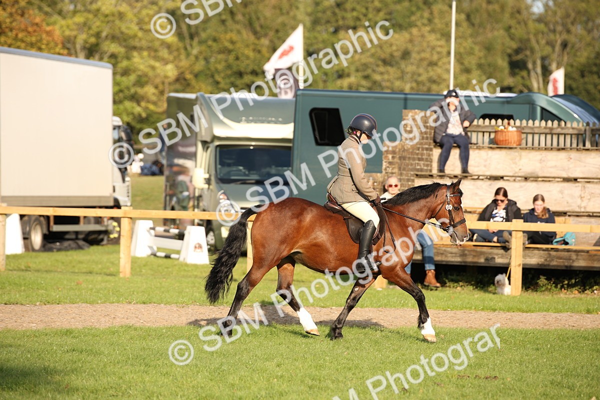 SBM_54320 - S27 - Mature Veteran - Ridden