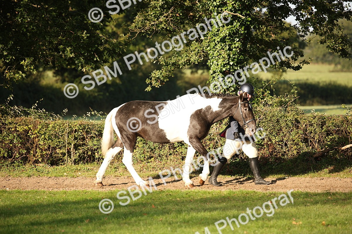 SBM_58652 - S51 - Piebald & Skewbald Horse In Hand
