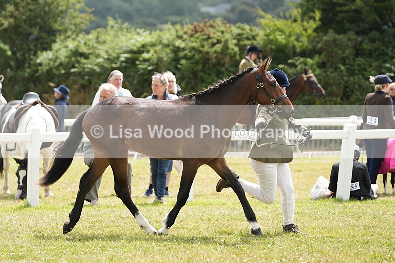 DSC06070 - Class 54: Hunter/Riding Horse/Hack 1 & 2 yr olds