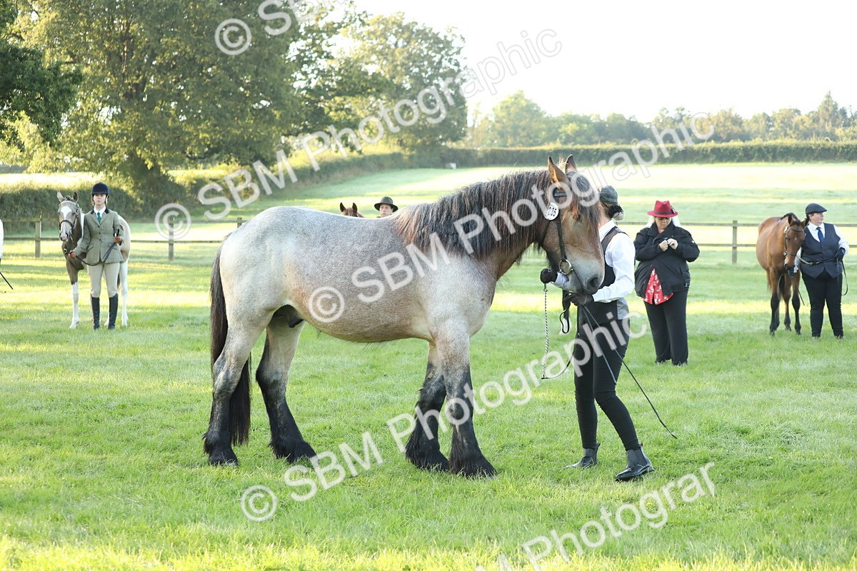 SBM_57847 - S42 - Youngstock