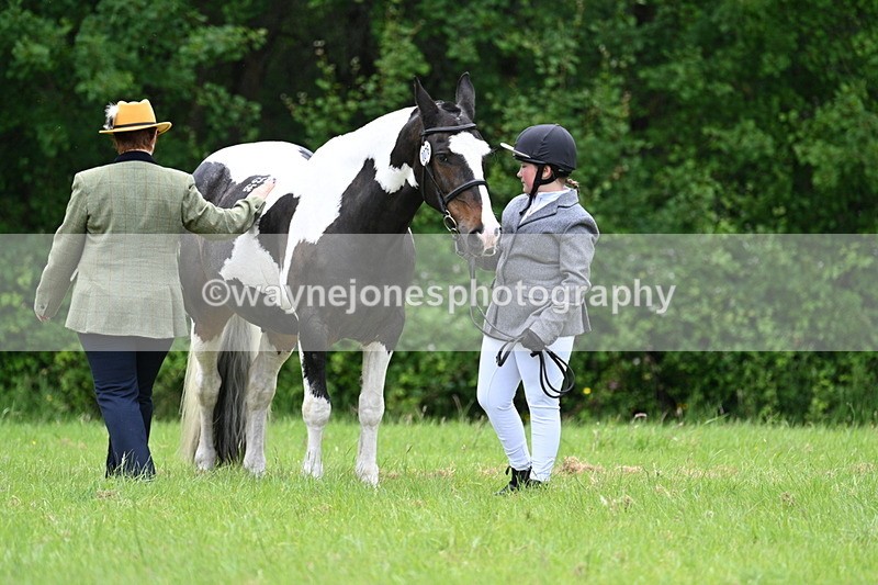 WJ7_4155 - Class 14A Handsome Gelding