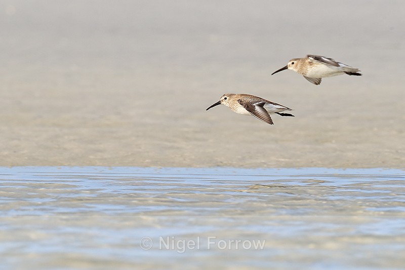 Two Dunlins on landing approach, Fort De Soto, Florida - Dunlin