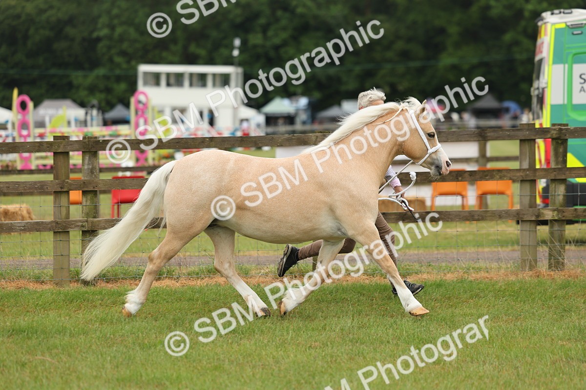 SBM_01508 - Class 50-57 - M&M Welsh Pony In Hand