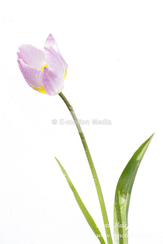 060420 -185831a - Nature