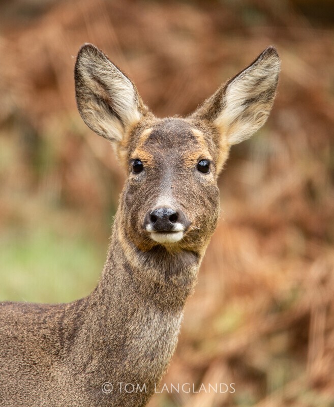 Roe Deer - Deer