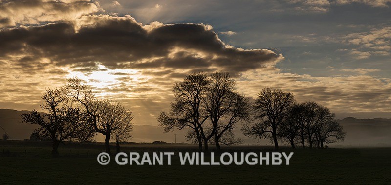 Tree silhouette - Panorama
