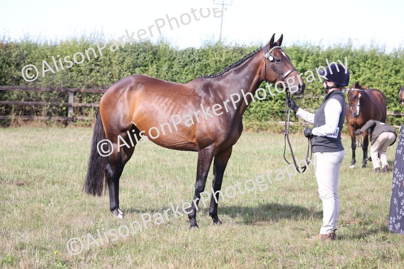 20260906-0677 - Class 22 - Ex Racehorse