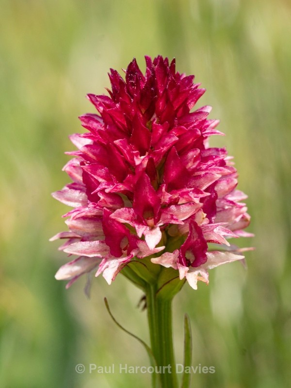  Alpine vanilla orchid ( G. rhellicani  - formerly known as Nigritella ssp. rhellicani) colour form. - Wild Orchids