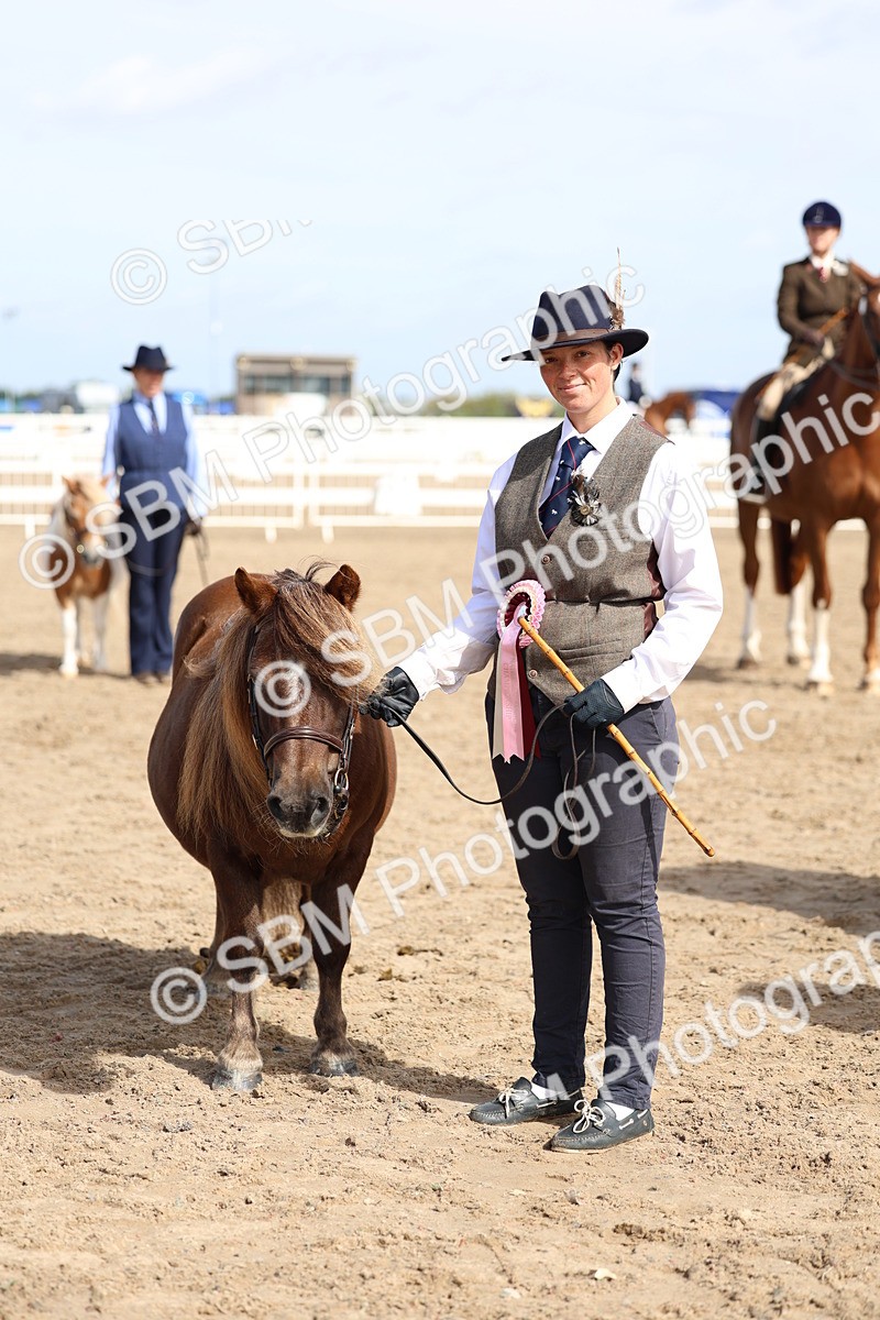 SBM_01935 - Class 18 - Handsomest Gelding - IH or Ridden