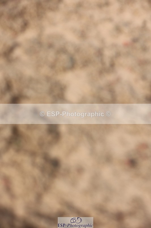 240629A-091002-02878 - Cls 16 British Novice and 80cm Open