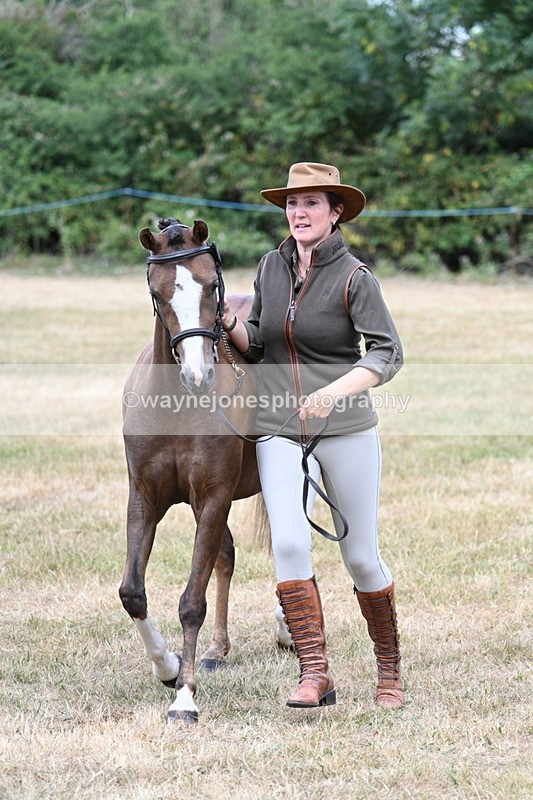 WJ7_1531 - Class 4 Prettiest Mare up to 14.2hh in hand