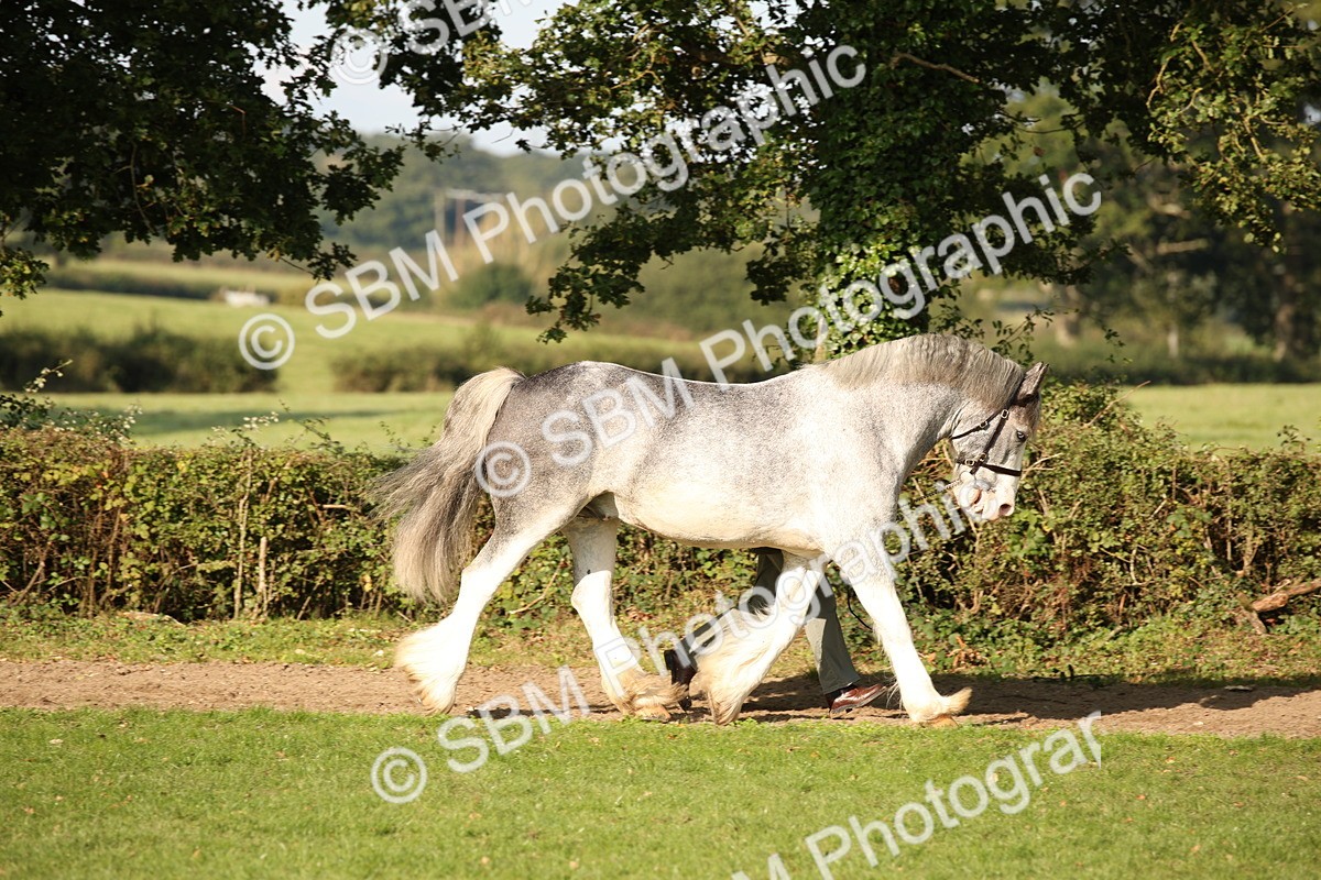 SBM_59348 - S52 - Other Coloured Horse In Hand