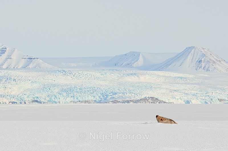 Ringed Seal in Svalbard landscape - Seal