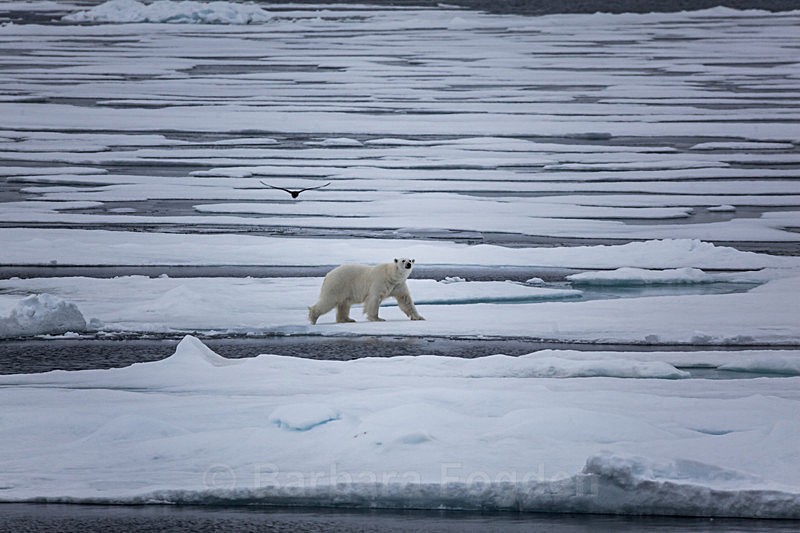 Polar bear  8265 - Trip with MS Expedition August 2016