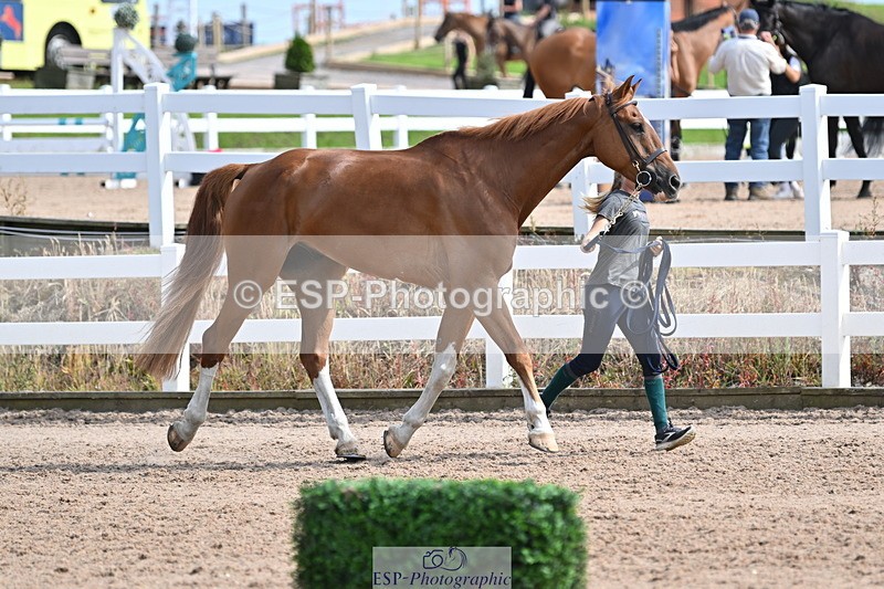 240717A-161226-03342 - Trot Up 4pm to 5pm