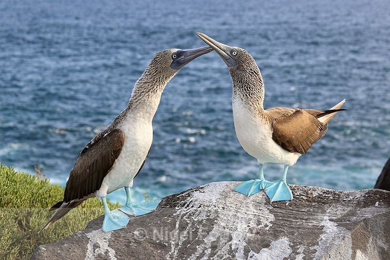 Interaction of Blue-footed Boobies, Espanola, Galapagos - Blue-footed Booby